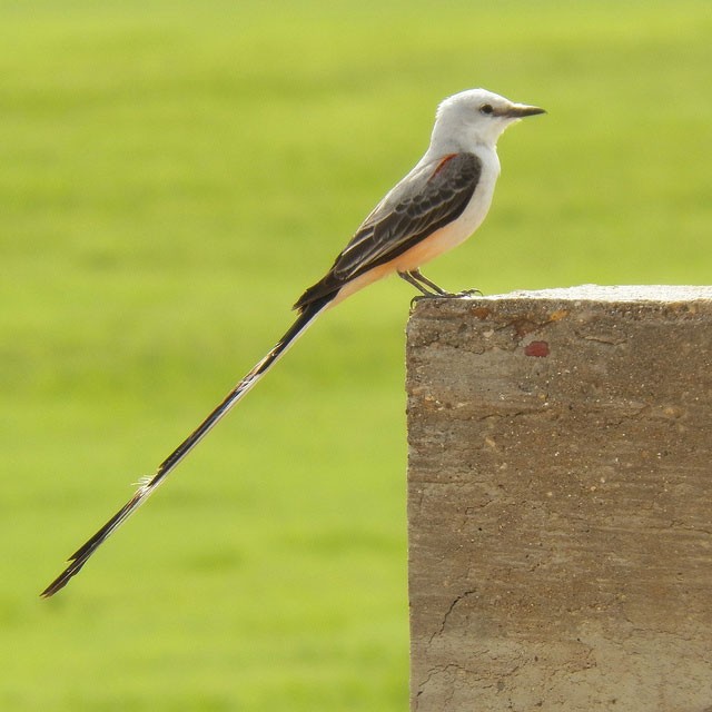 Photo of Scissor-tailed Flycatcher