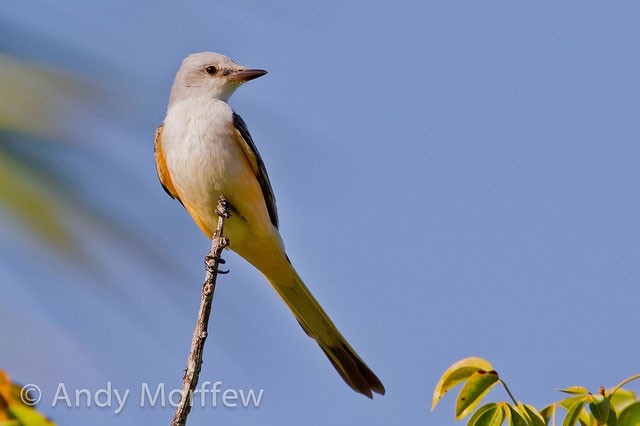 Photo of Scissor-tailed Flycatcher