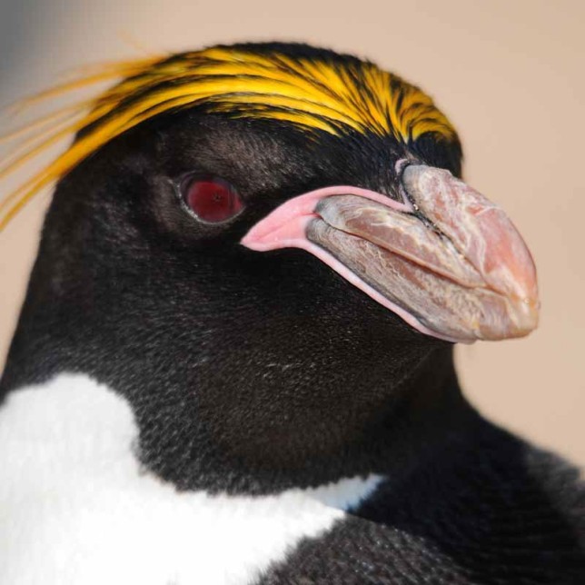 Photo of Macaroni Penguin
