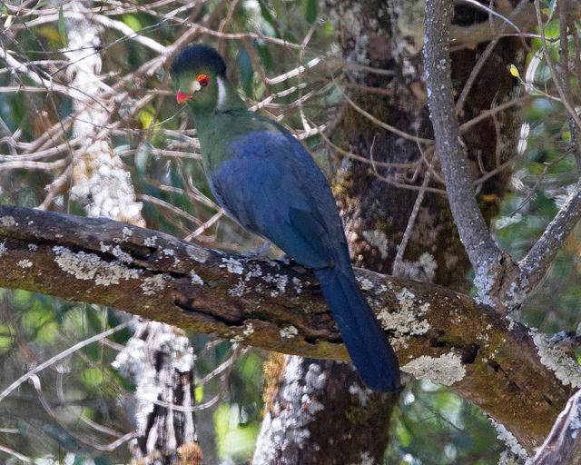 Photo of White-cheeked Turaco