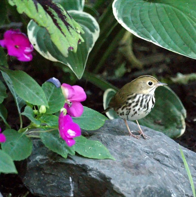 Photo of Ovenbird