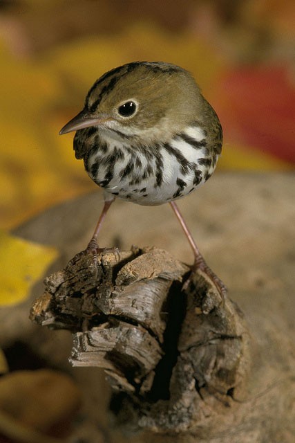 Photo of Ovenbird