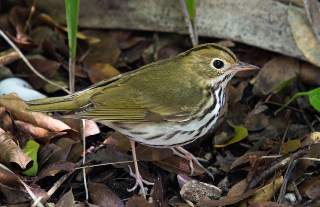 Photo of Ovenbird