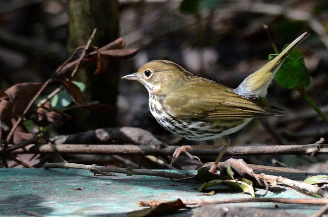 Photo of Ovenbird