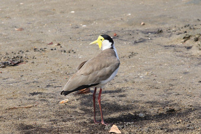 Photo of Masked Lapwing