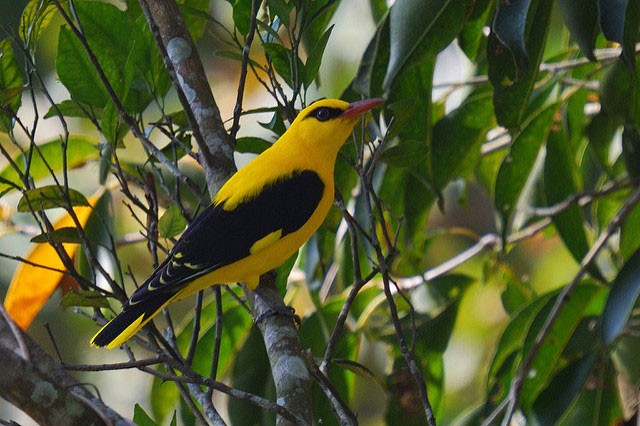 Photo of Eurasian Golden Oriole