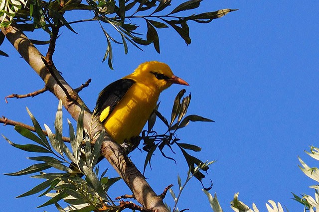 Photo of Eurasian Golden Oriole