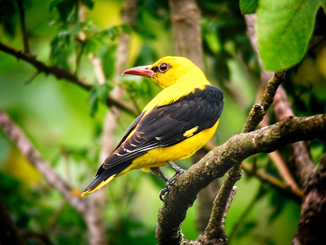 Photo of Eurasian Golden Oriole