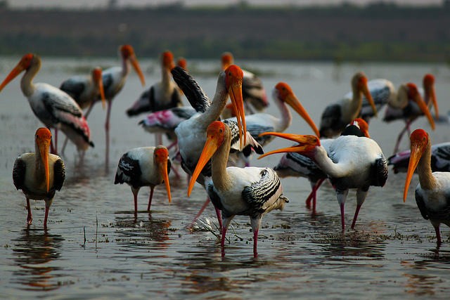 Photo of Painted Stork