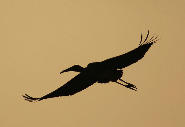 Photo of Painted Stork
