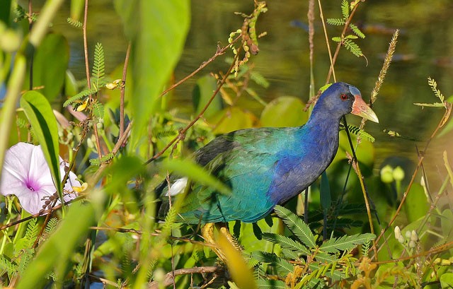 Photo of Purple Gallinule