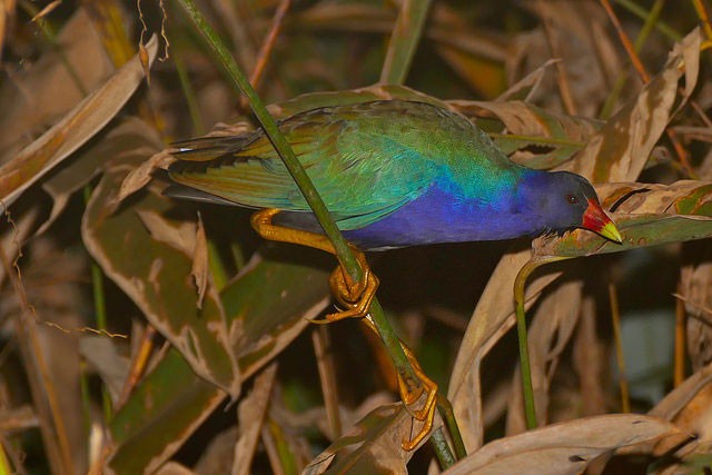 Photo of Purple Gallinule
