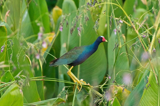 Photo of Purple Gallinule