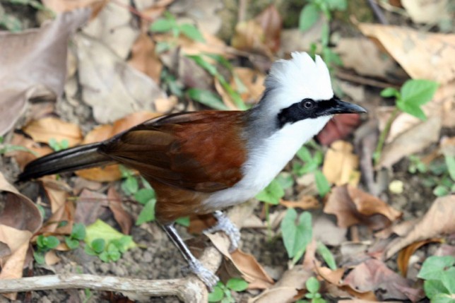 Photo of White-crested Laughingthrush