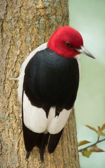 Photo of Red-headed Woodpecker