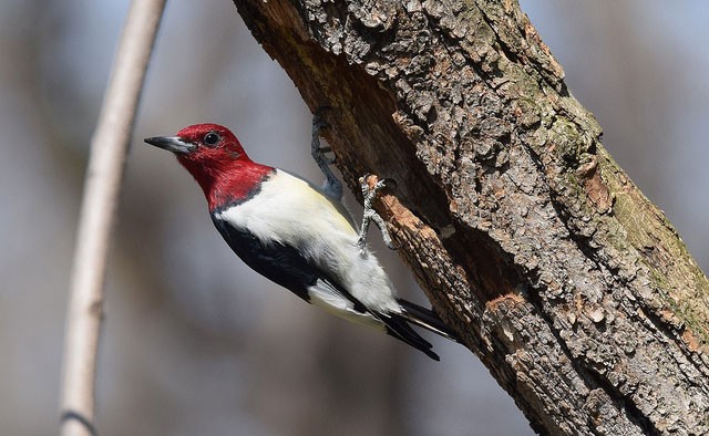 Photo of Red-headed Woodpecker