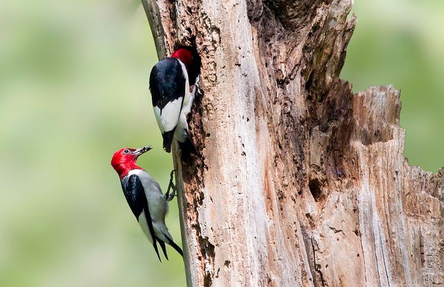 Photo of Red-headed Woodpecker