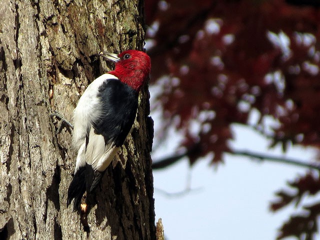 Photo of Red-headed Woodpecker