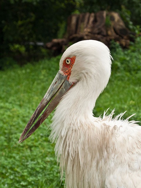 Photo of Maguari Stork