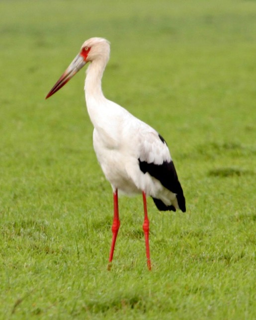 Photo of Maguari Stork
