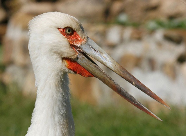 Photo of Maguari Stork