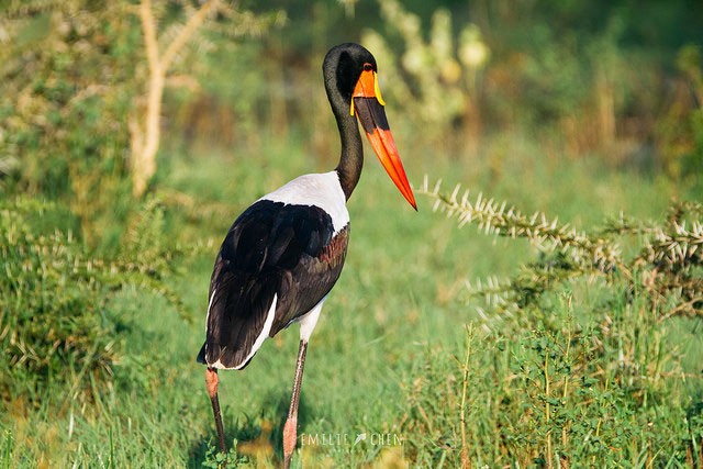 Photo of Saddle-billed Stork