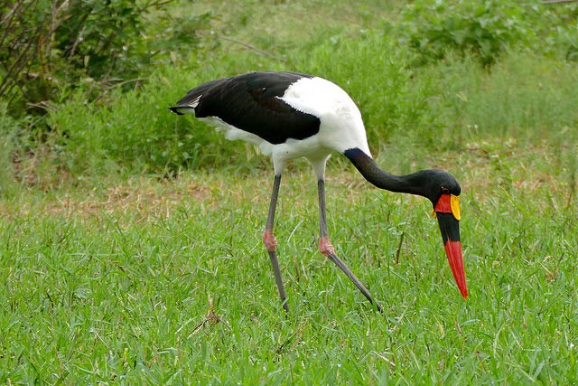 Photo of Saddle-billed Stork