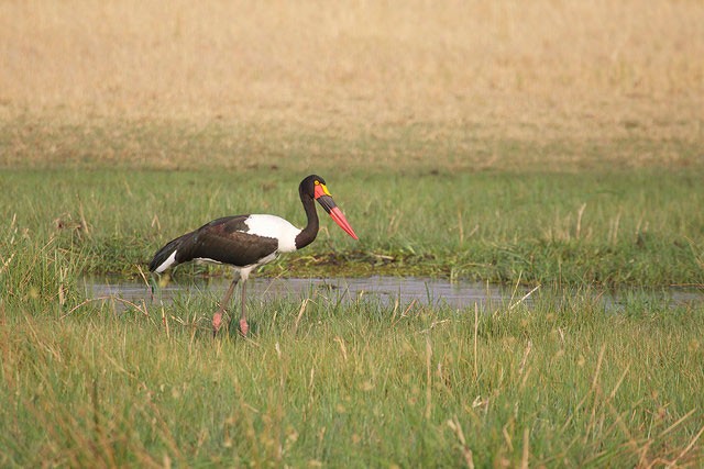 Photo of Saddle-billed Stork