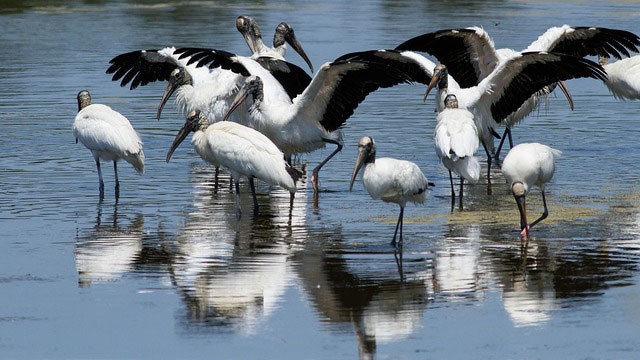 Photo of Wood Stork