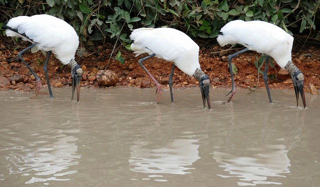 Photo of Wood Stork