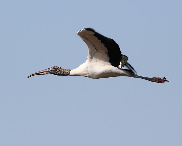 Photo of Wood Stork