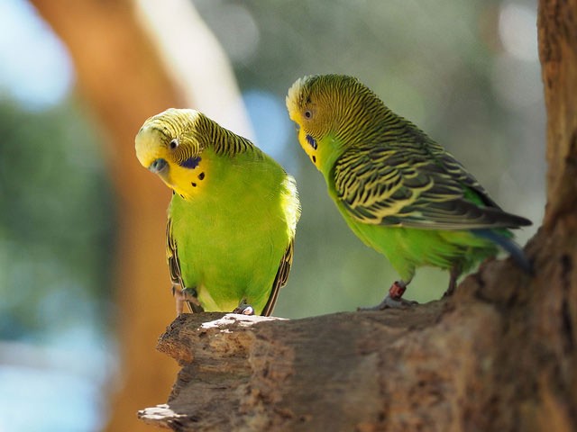 Photo of Budgerigar