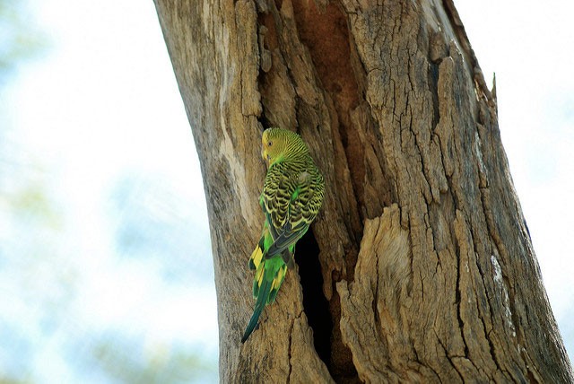 Photo of Budgerigar