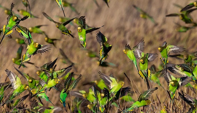 Photo of Budgerigar
