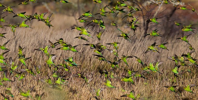 Photo of Budgerigar