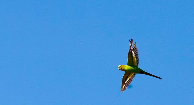 Photo of Budgerigar