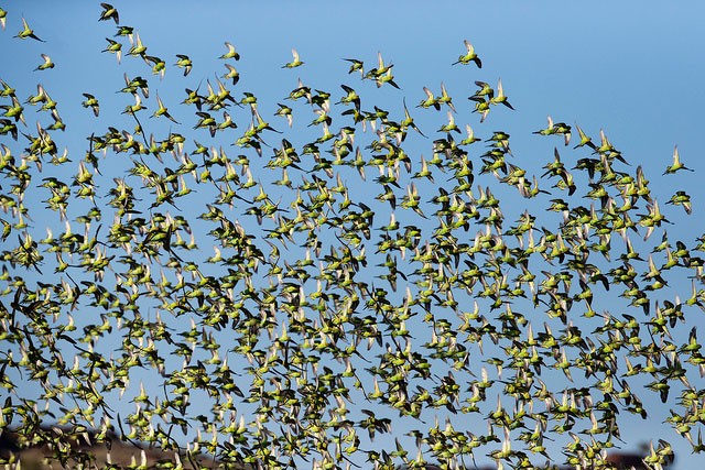 Photo of Budgerigar