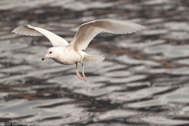 Photo of Iceland Gull