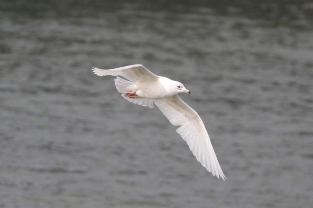Photo of Iceland Gull
