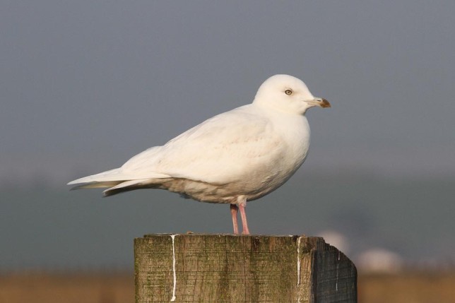 Photo of Iceland Gull