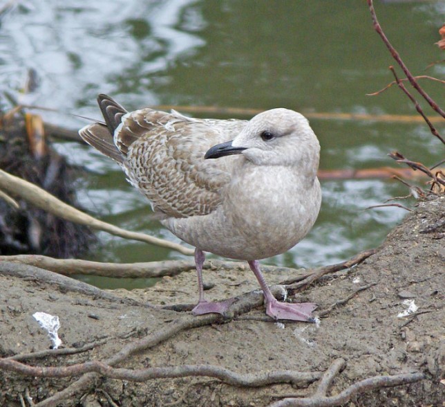 Photo of Iceland Gull