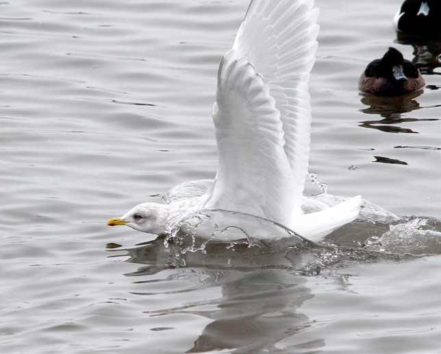Photo of Iceland Gull