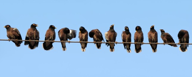 Photo of Common Myna