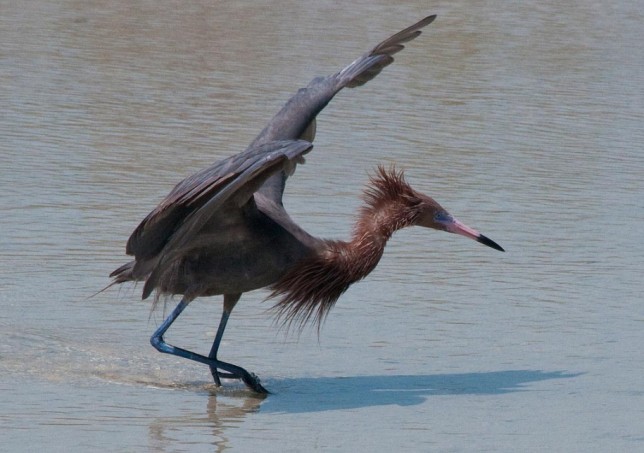 Photo of Reddish Egret