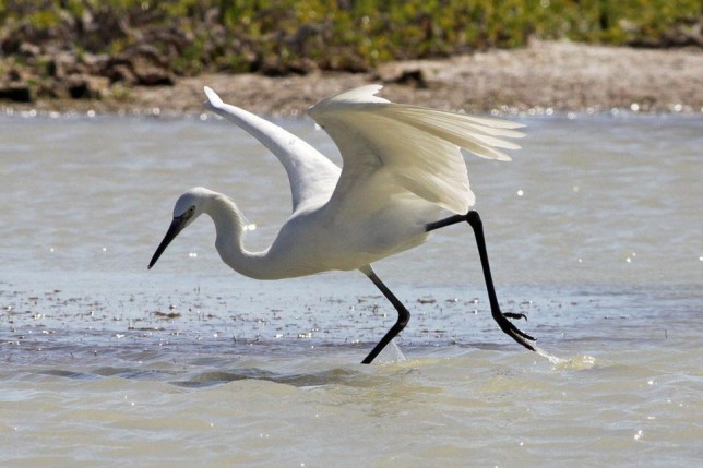 Photo of Reddish Egret