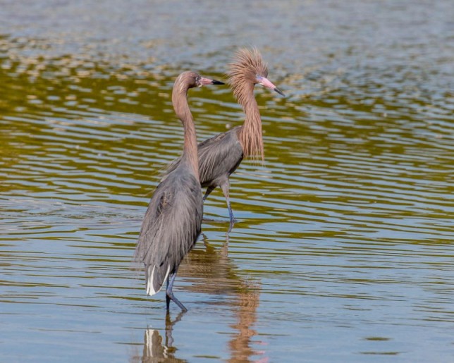 Photo of Reddish Egret