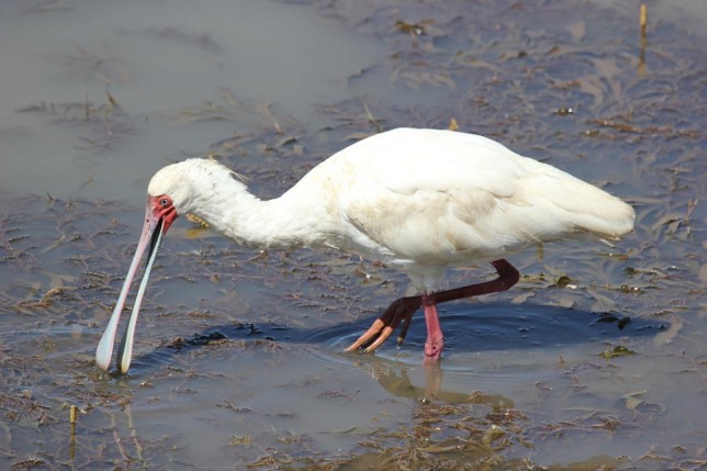Photo of African Spoonbill