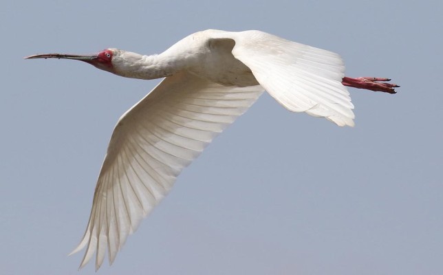 Photo of African Spoonbill