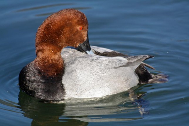 Photo of Common Pochard