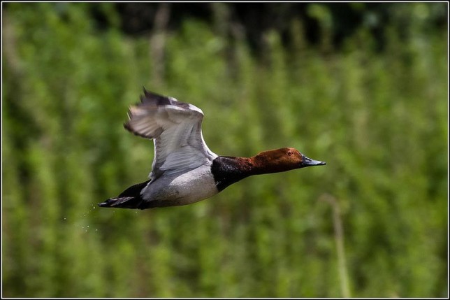 Photo of Common Pochard